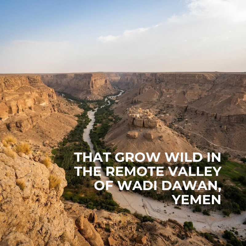 Rare Sidr Honey from the remote valley of Wadi Dawan in Yemen. Ancient and historic village.