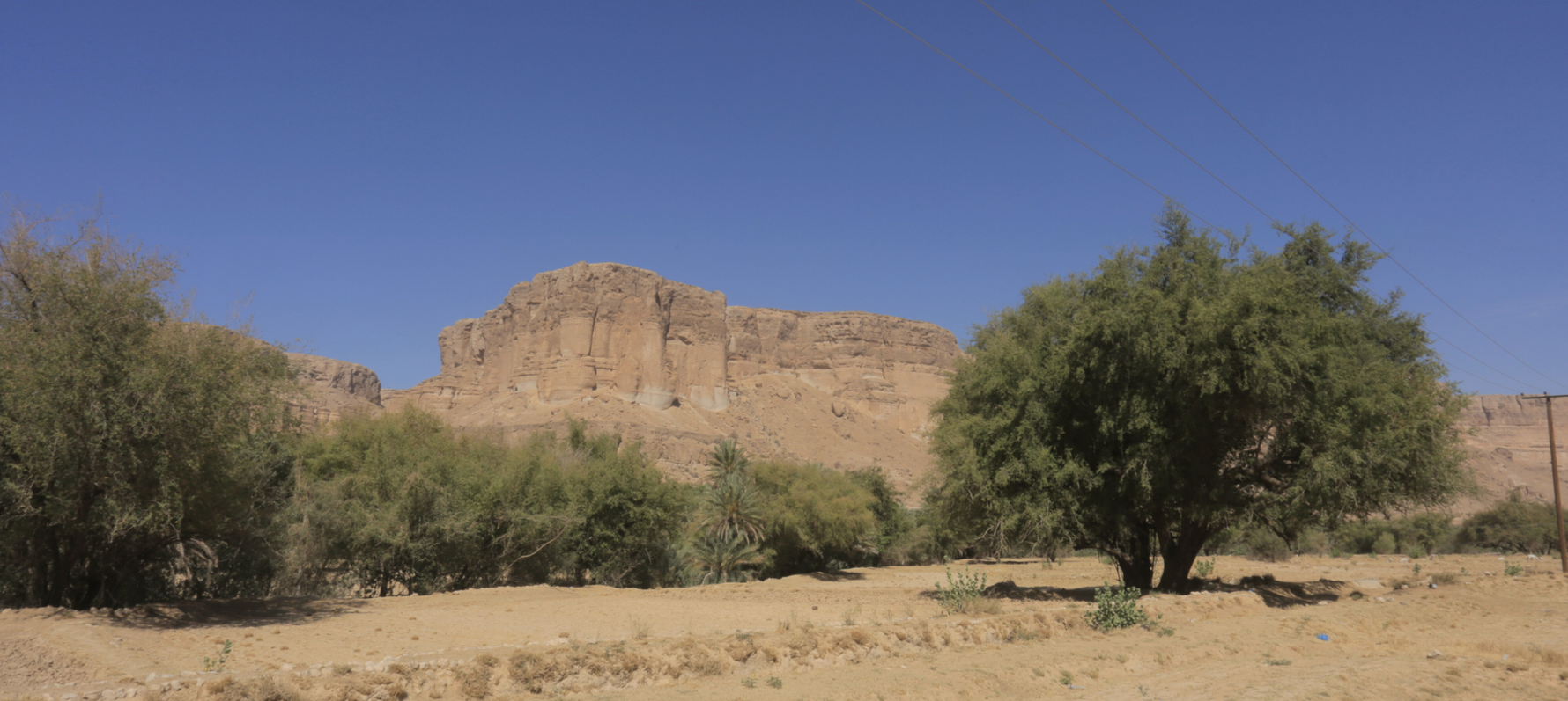 SACRED SIDR TREE – Sacred Honey
