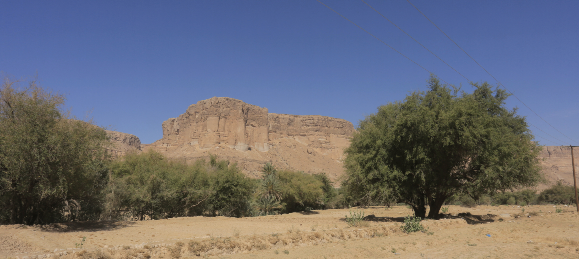 SACRED SIDR TREE