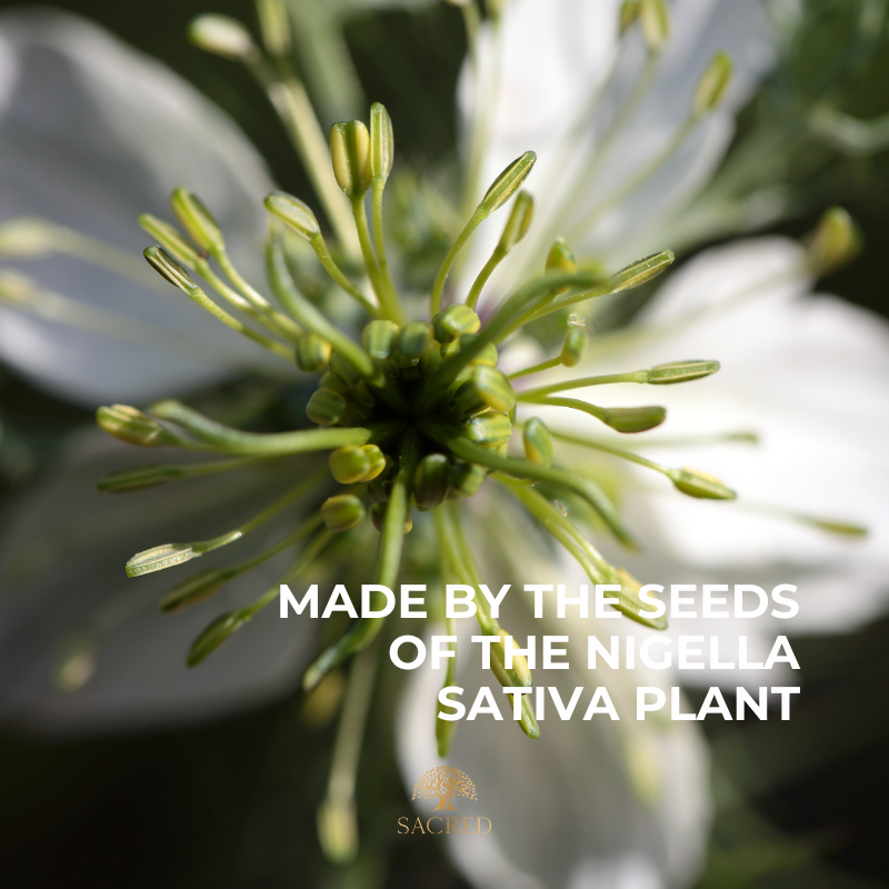 Black Seed Oil Grown in Australia - Nigella Sativa Plant