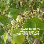 Sacred Honey - Bees feeding off Sidr (jujube) flowers in Wadi Dawan