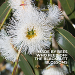 Australian Eucalyptus Honey - Blackbutt Honey Pure & Raw