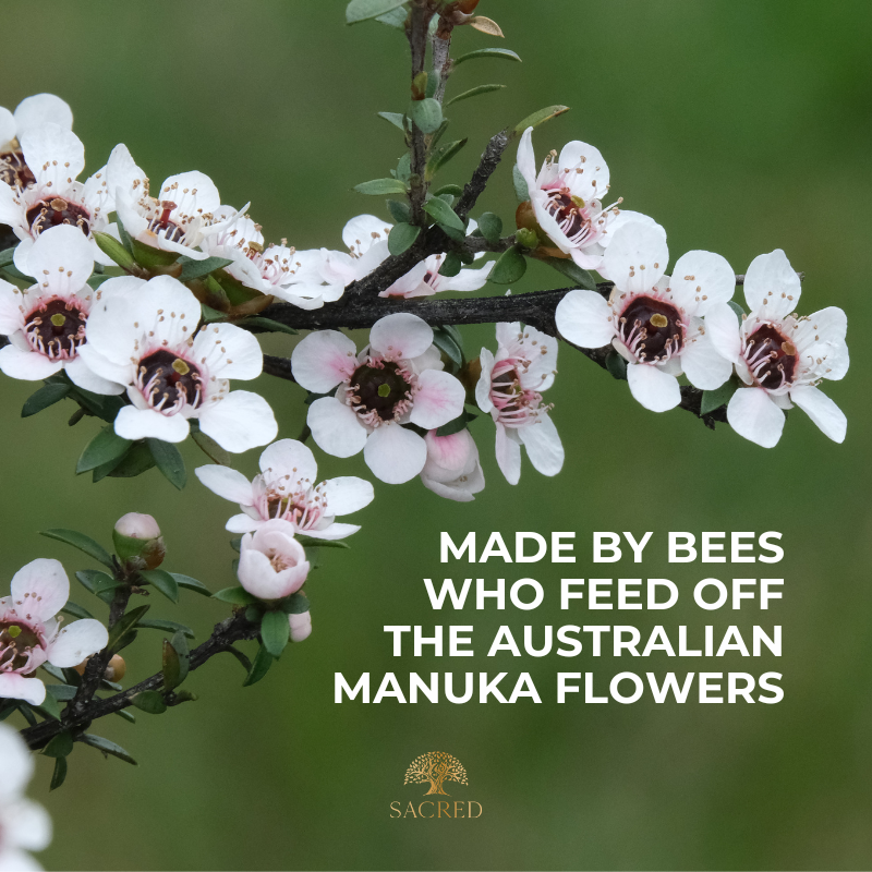 Australian Manuka Honey - Pure and Raw from the Australian manuka flower